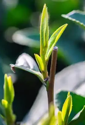 Organic Longjing Tea